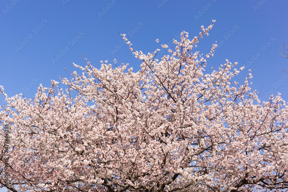 早咲きの桜 暖流桜
早咲きの桜 暖流桜