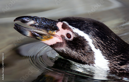 Slika na platnu A black and white penguin in the water.