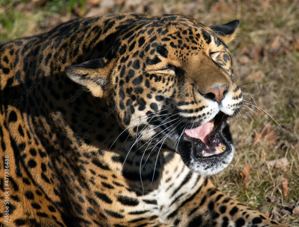Fototapeta premium A jaguar lays on the grass. 