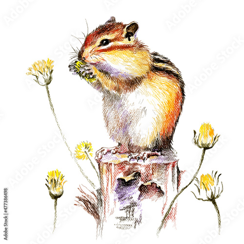 Vector color pencils illustration of small forest animal chipmunk.