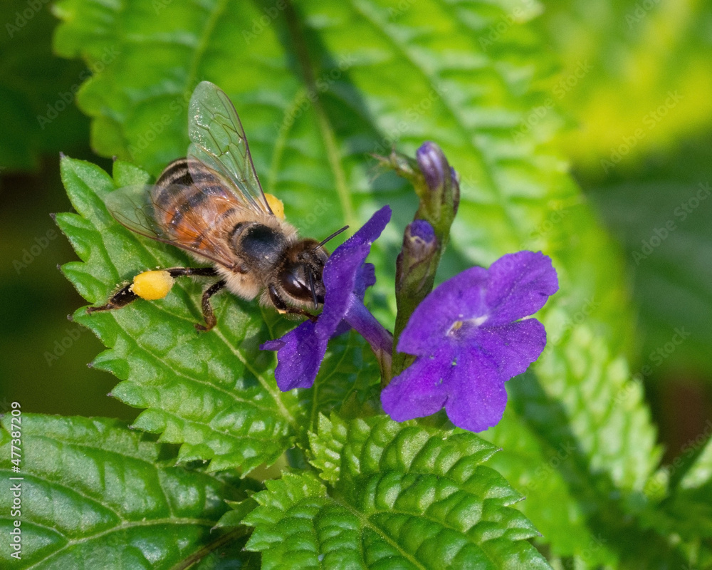 Black and golden honey bee with pollen on its legs is foraging for nectar from a purple flower against green leaves. Black and golden honey bee with pollen on its legs is foraging for nectar from a purple flower against green leaves.