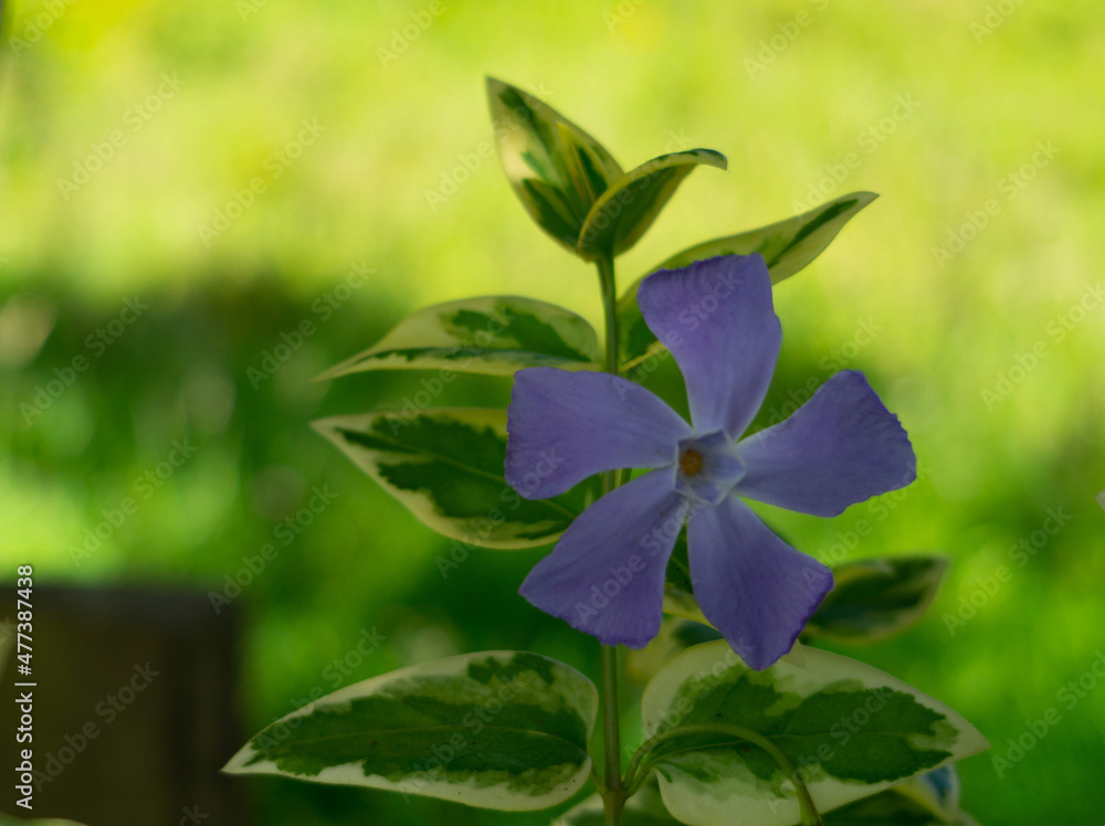 European garden flower. Vinca minor. Native flower of central and southern Europe.