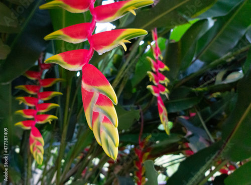 Tropical flowers. Heliconia flower colors. Heliconiaceae. photo