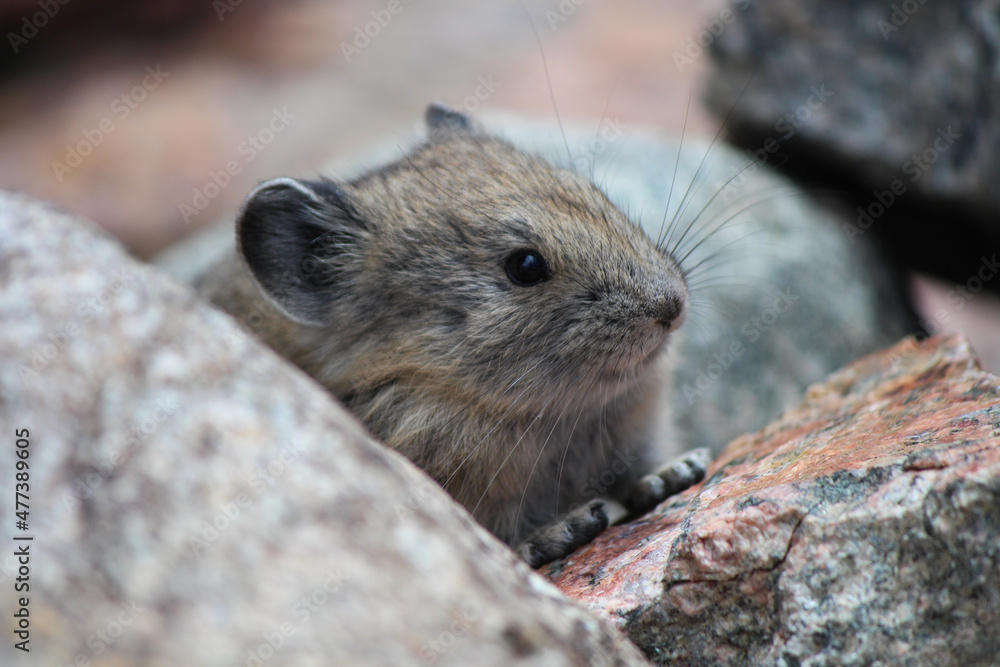 Pika peeking from the Rocks