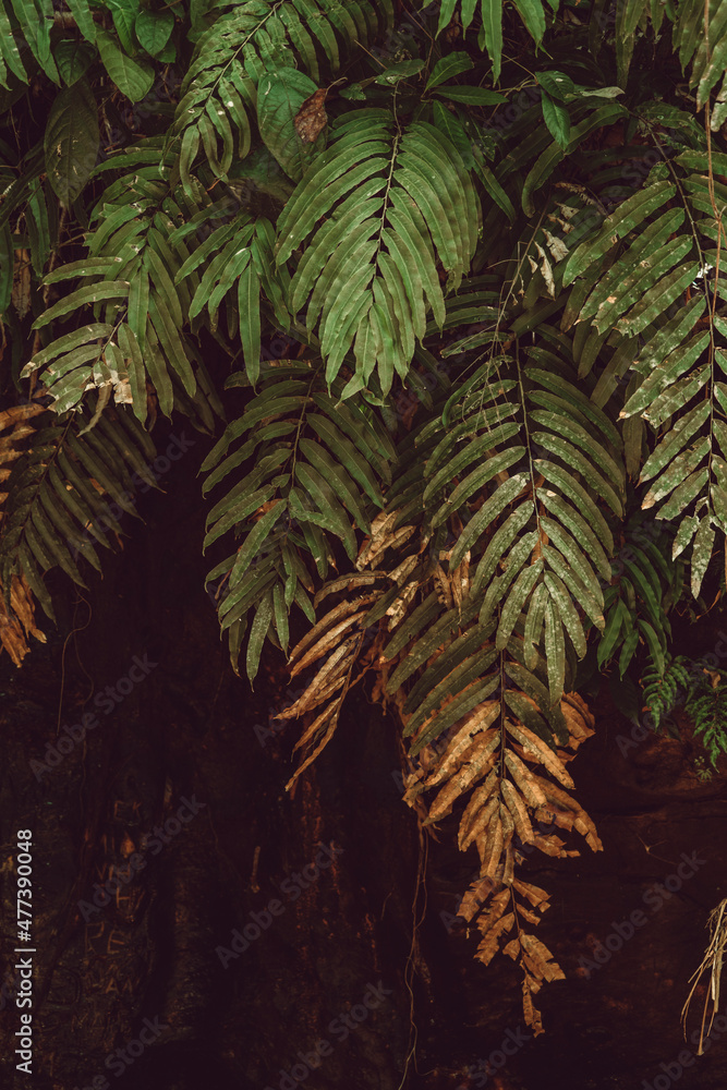 Fern leafs in detail close-up picture Fern leafs in detail close-up picture