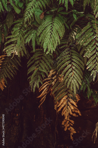 Fern leafs in detail close-up picture