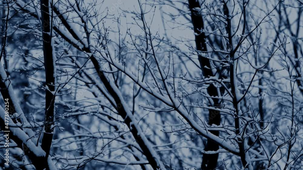 Pine trees branches covered with snow caps Calm natural view Falling snow flakes landscape with trees covered with snow. New year and Christmas background design Pine trees branches covered with snow caps Calm natural view Falling snow flakes landscape with trees covered with snow. New year and Christmas background design