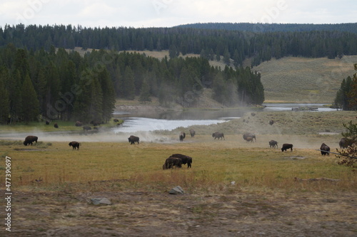 A field of bisons at Yellowstone National Park