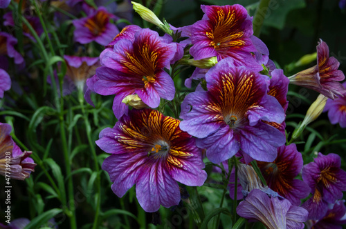 purple and yellow flowers