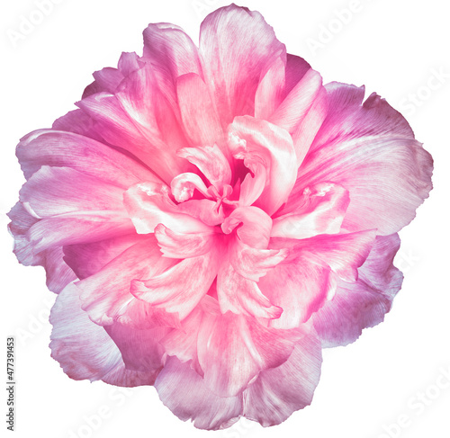 Light pink   tulip flower  on white isolated background with clipping path. Closeup. For design. Nature.