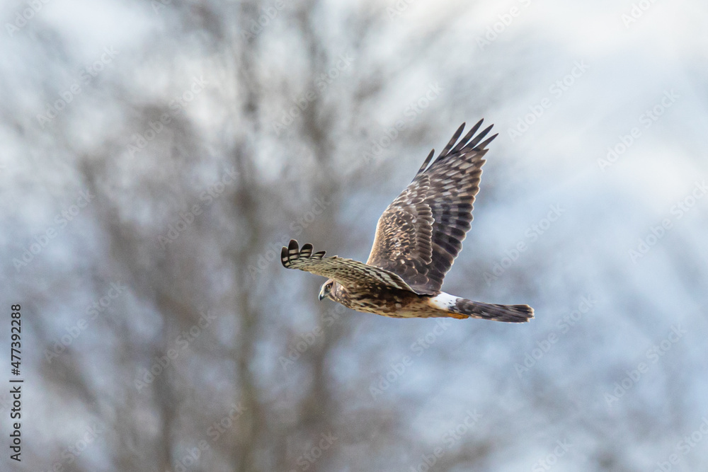 Obraz premium Graceful Female Northern Harrier Hawk Hunting in Winter