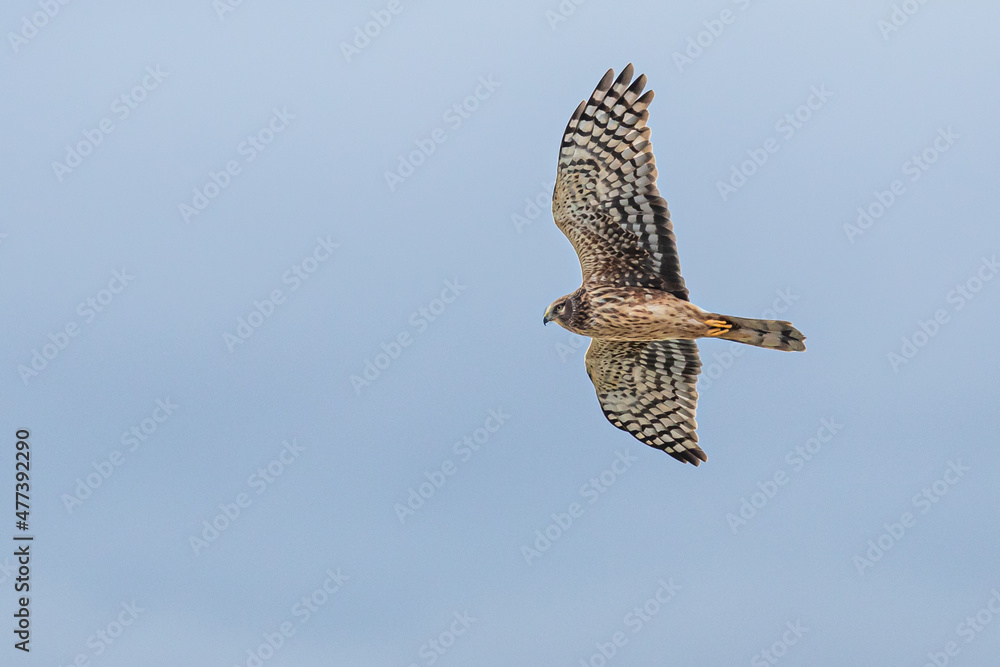 Fototapeta premium Graceful Female Northern Harrier Hawk Hunting in Winter