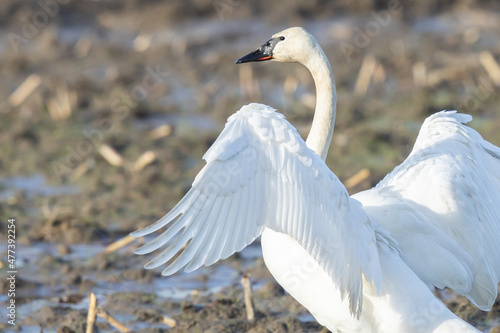 Trumpeter Swan Stretches Wings in Skagit Valley Farm Field photo