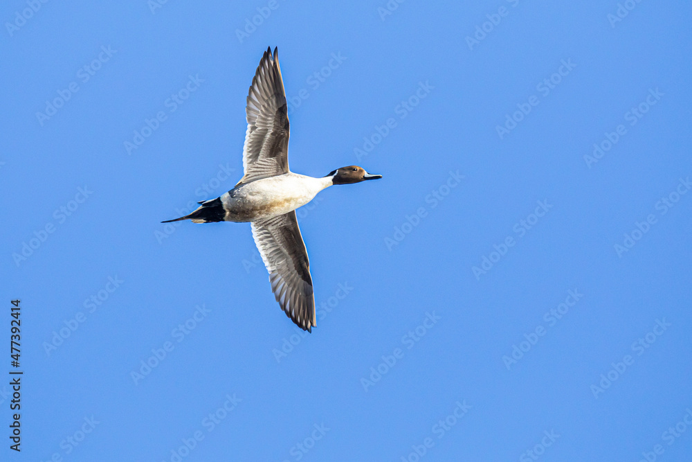 Fototapeta premium Northern Pintail Duck Banks Hard Away on a Sunny Winter Day