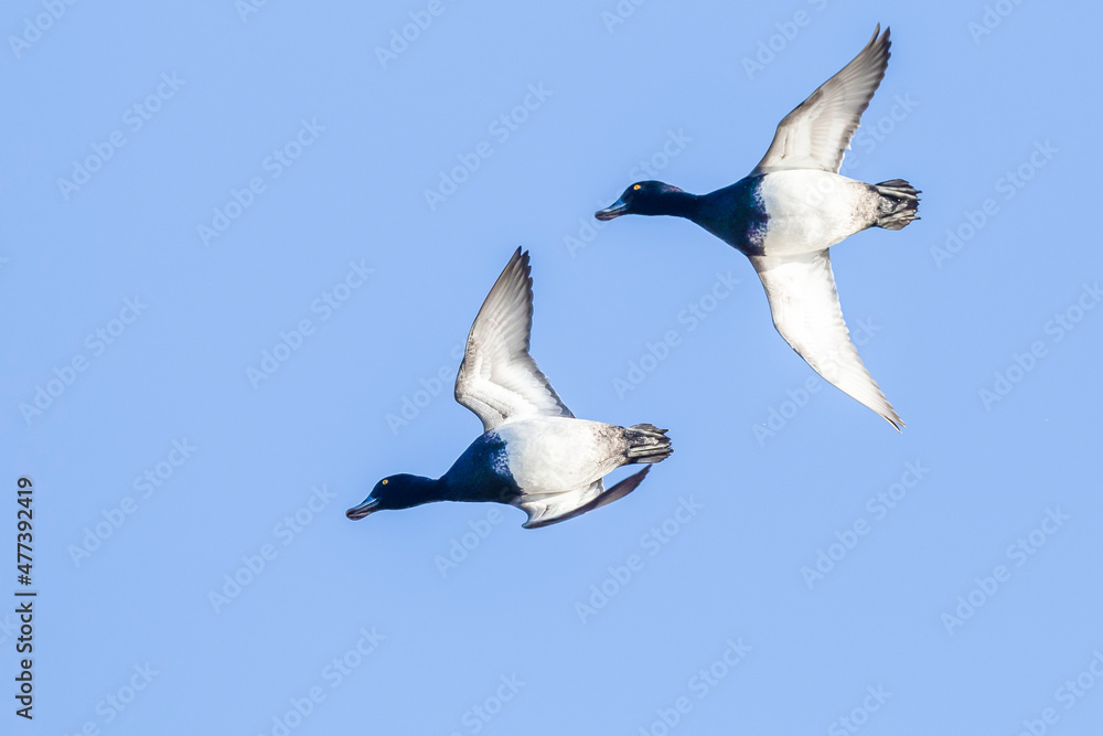 Obraz premium Pair of Lesser Scaup Maneuver to Lose Altitude While Landing