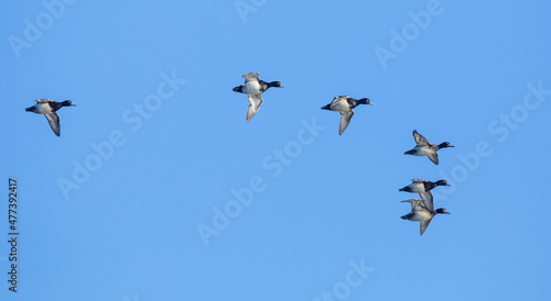 Small Flock of Lesser Scaup Prepare to Land on a Wetlands Pond © Jeff Huth