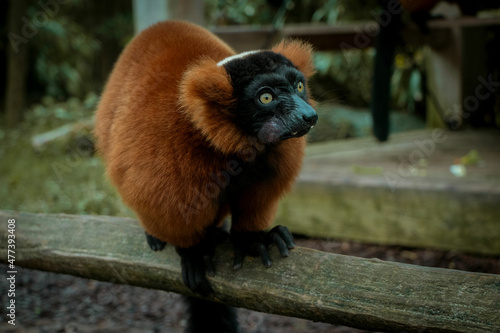 Brown new world monkey on brown wooden fence photo