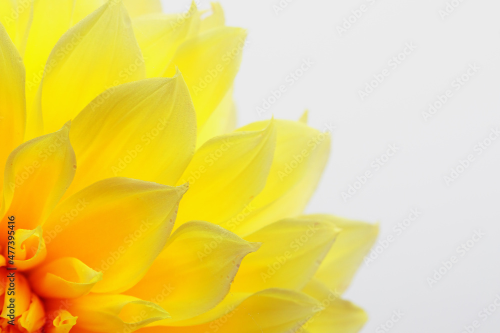 Dahlia is a bright yellow flower. Natural background, abstract texture.