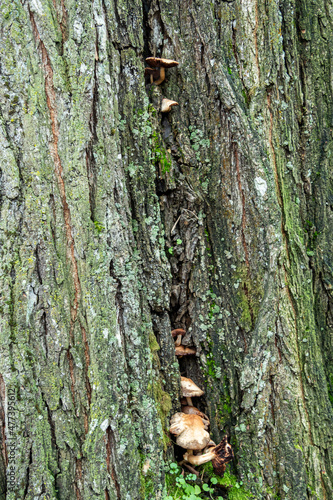 tiny brown mushrooms grew on the big gap on moss covered tree trunk