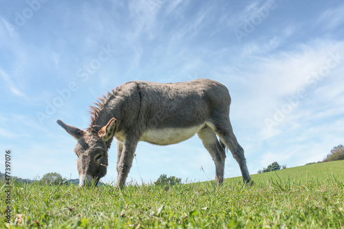 Foto Portrait of a grey donkey grazing on a summer meadow