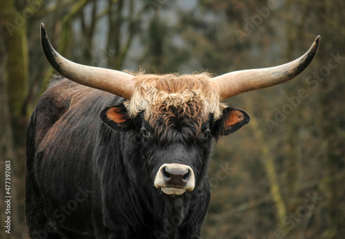 Fényképezés Portrait of an aurochs bull