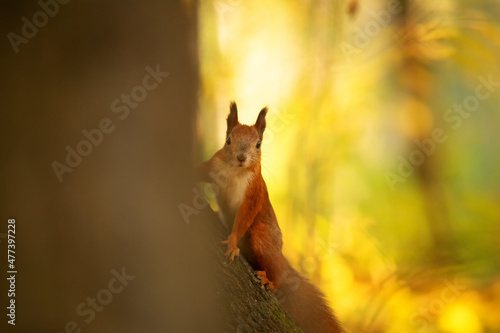 Red squirrel sitting on a tree, close-up. © maykal