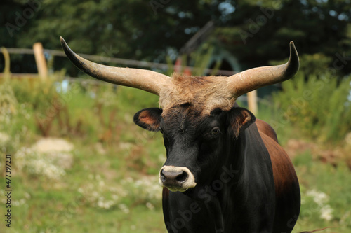 Vászonkép Portrait of an aurochs bull