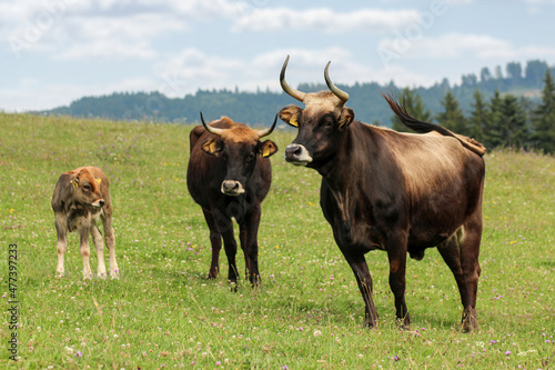 Εκτύπωση καμβά Portrait of an aurochs herd on a summer pasture