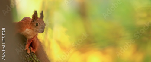 Red squirrel sitting on a tree, close-up. photo