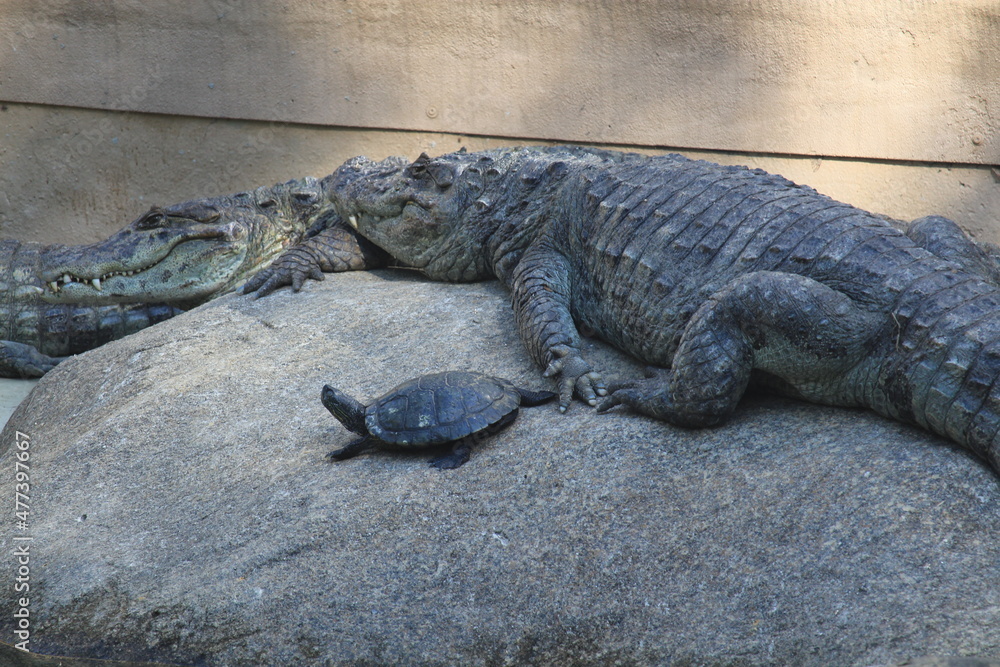 Fototapeta premium Cayman and Turtles