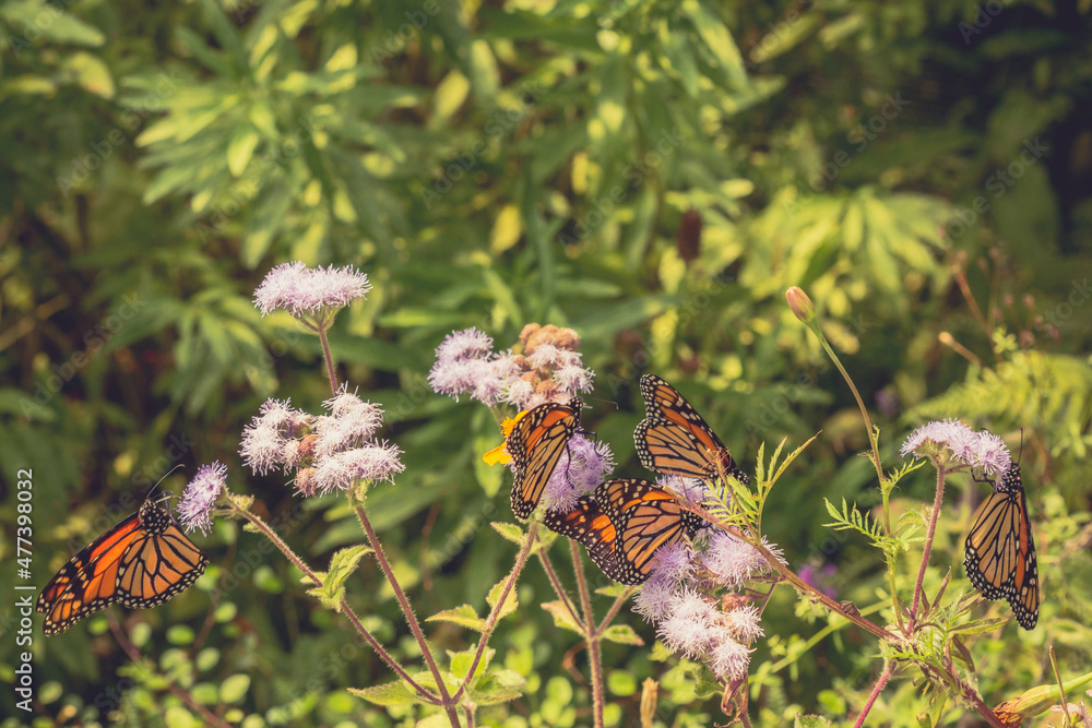 Monarch Butterflies on Flowers in a Garden with Copy Space Monarch Butterflies on Flowers in a Garden with Copy Space