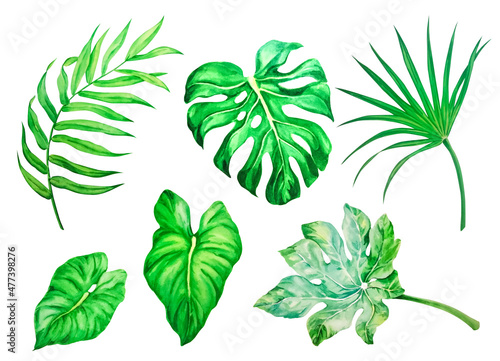 Tropical leaves painted in watercolor, isolated on white