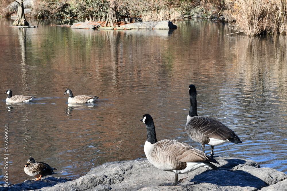Fototapeta premium Central Park South Nature Walk with Down Town New York City