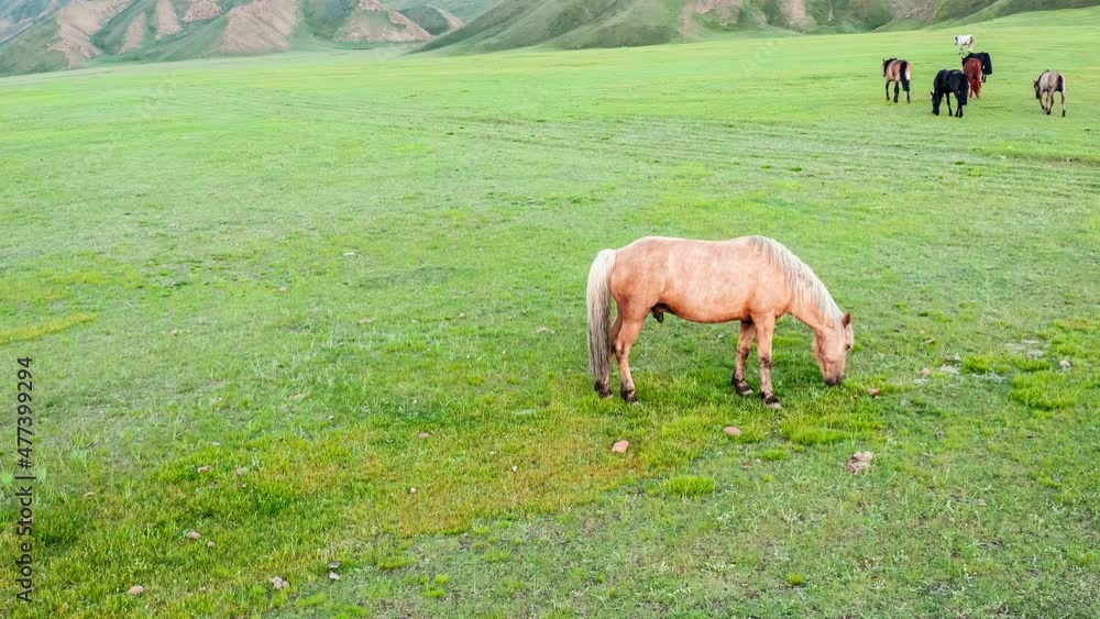 Horse grazing on a green pasture Horse grazing on a green pasture