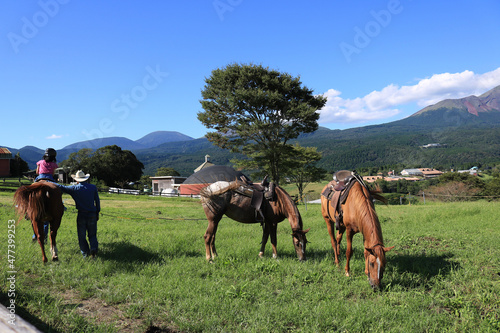 horses in the mountains © satoko hinosaka