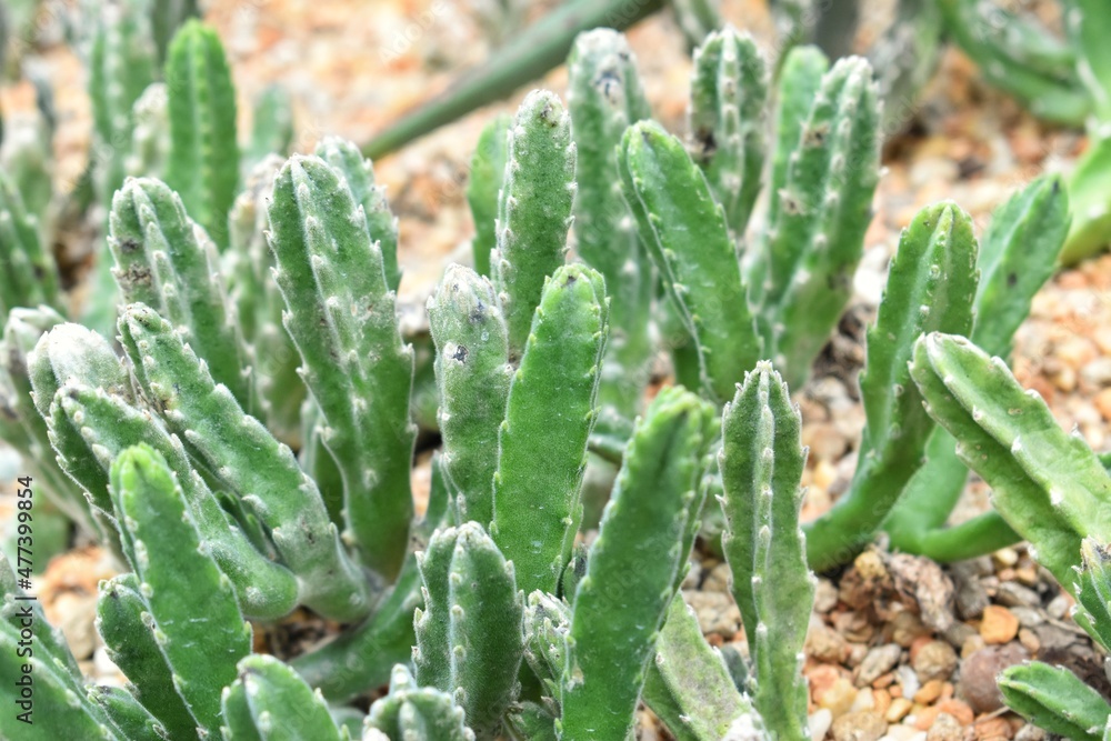 Closed-up of small cactus on a brown background of small stones. Closed-up of small cactus on a brown background of small stones.