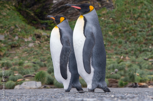 Two King Penguins standing on a pebble beach at South Georgia Island