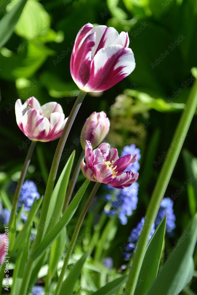 Obraz premium Red tulips meadow. Spring colourful romantic bouquet