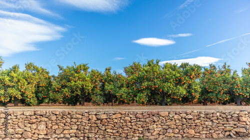 Fototapeta Naklejka Na Ścianę i Meble -  Growing ripe oranges. Orange cultivation in Sagunto Valencian Community. Valencia Spain.