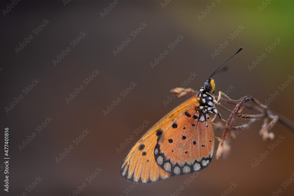 Obraz premium beautiful yellow butterfly in the garden, beautiful butterfly with background copy space text