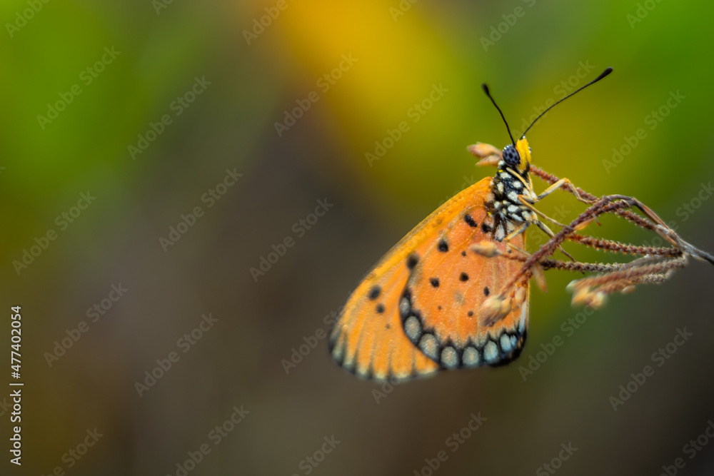 Obraz premium beautiful yellow butterfly in the garden, beautiful butterfly with background copy space text