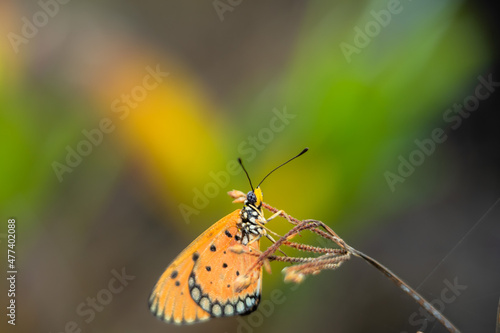 beautiful yellow butterfly in the garden,
beautiful butterfly with background copy space text