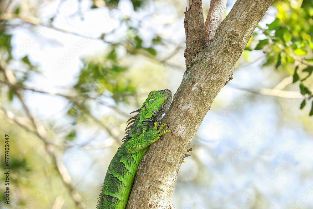Tree hugger Iguana climbs an Ironwood tree. Iguanas are an invasive species in Florida, United States. Tree hugger Iguana climbs an Ironwood tree. Iguanas are an invasive species in Florida, United States.