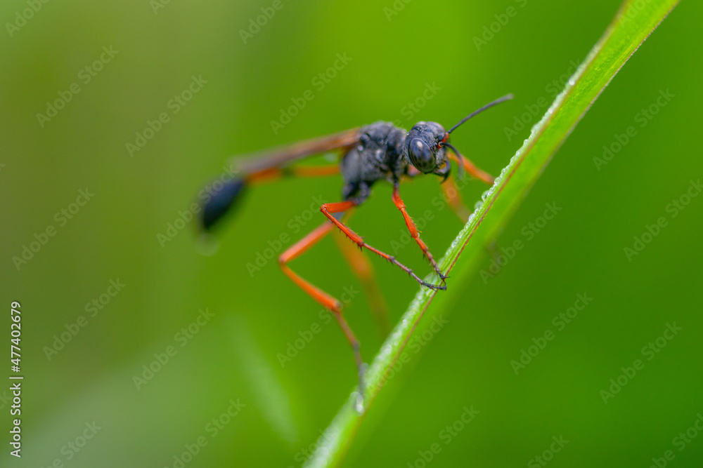 beautiful yellow beetle in the garden,
beautiful wasp with background copy space text beautiful yellow beetle in the garden,
beautiful wasp with background copy space text