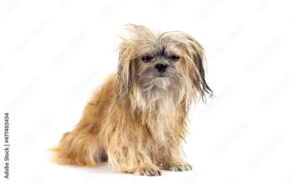 Crossbreed cute wet dog half eyes closed. After shower. Adorable family member. Mood and friendly pet concept. Isolated on white background. Portrait picture.