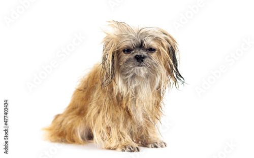 Crossbreed cute wet dog half eyes closed. After shower. Adorable family member. Mood and friendly pet concept. Isolated on white background. Portrait picture.
