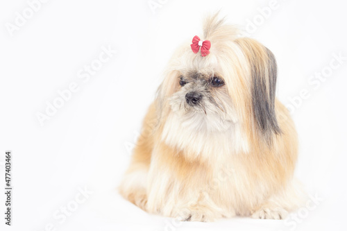 The dog sat and looked away. Feather blown. Mixed breed dog isolated on white background. Mixed by Shih Tzu and Pomeranian. Furry dog.