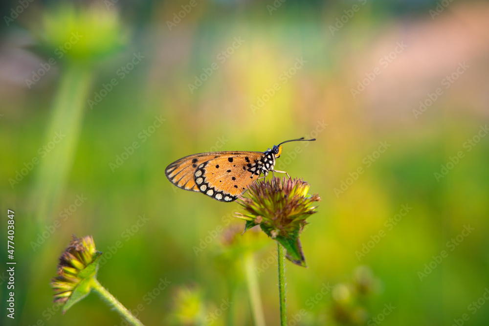Obraz premium beautiful yellow butterfly in the garden, beautiful butterfly with background copy space text