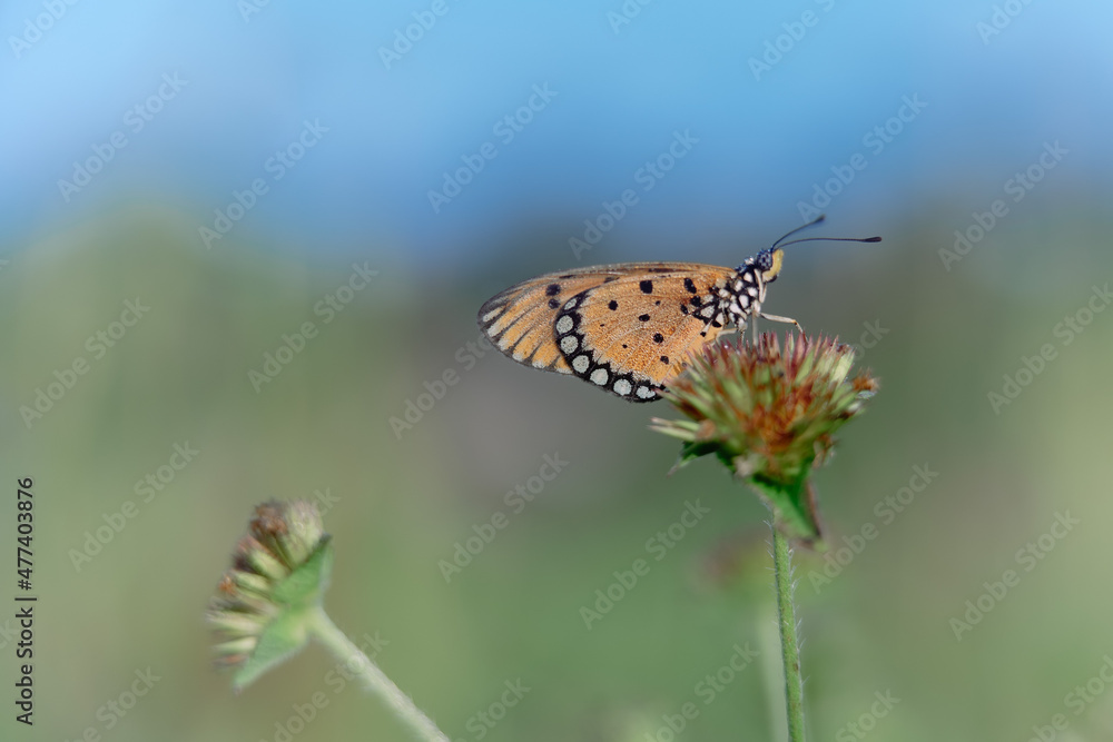 Obraz premium beautiful yellow butterfly in the garden, beautiful butterfly with background copy space text