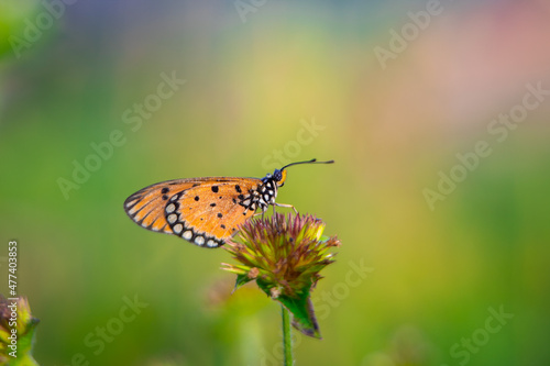 beautiful yellow butterfly in the garden, beautiful butterfly with background copy space text